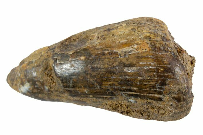 Fossil Amphibian (Eryops) Tooth - Texas #302501